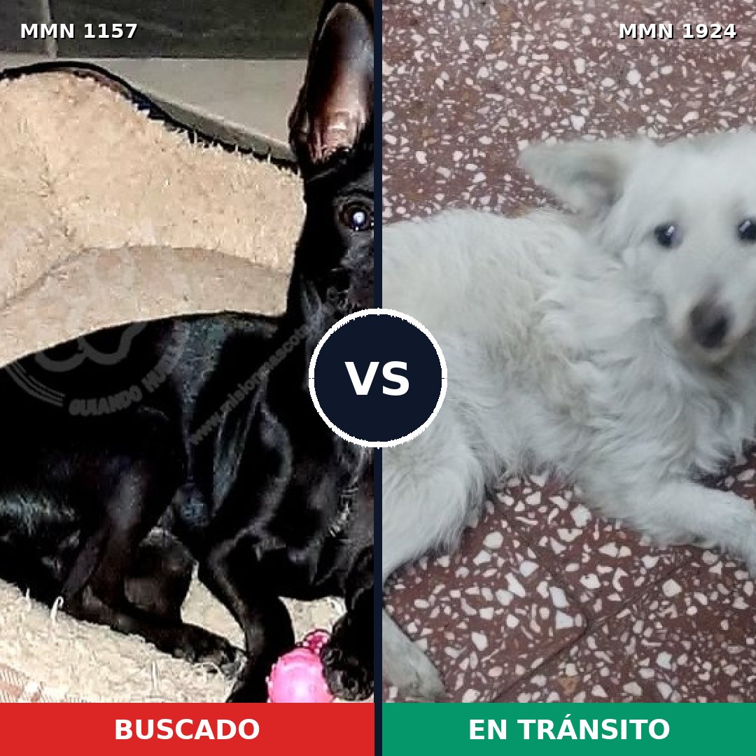 Comparativa MMS 41388: mascota perdida y mascota encontrada, 42% de similitud