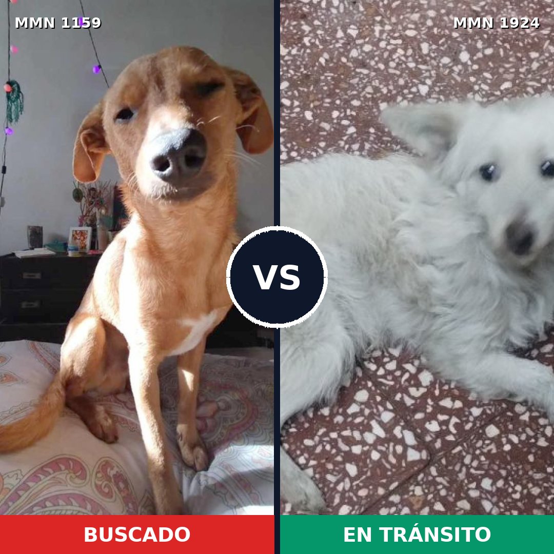 Comparativa MMS 41389: mascota perdida y mascota encontrada, 79% de similitud