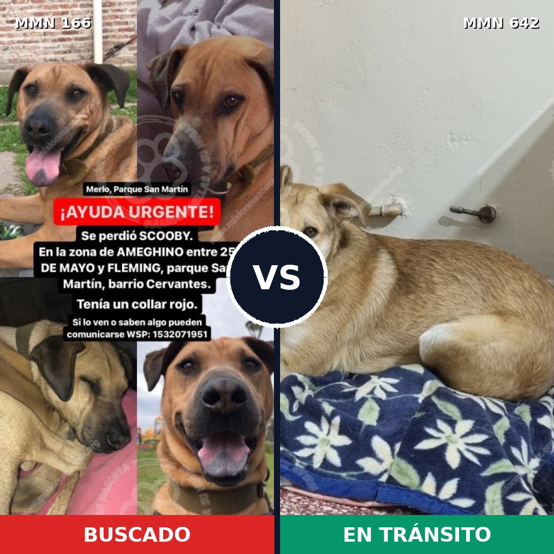 Comparativa MMS 4139: mascota perdida y mascota encontrada, 51% de similitud