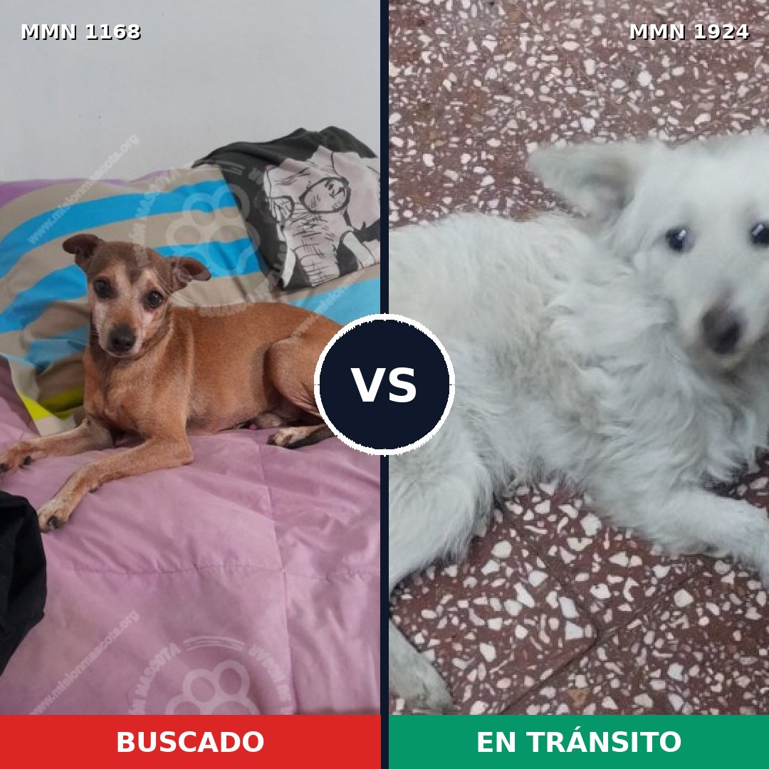 Comparativa MMS 41390: mascota perdida y mascota encontrada, 50% de similitud