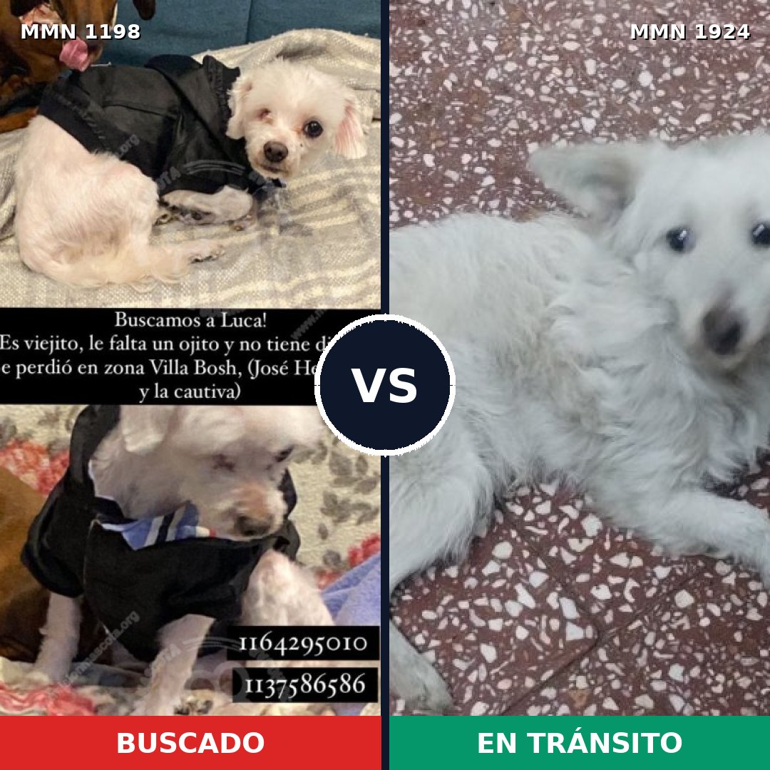 Comparativa MMS 41391: mascota perdida y mascota encontrada, 69% de similitud
