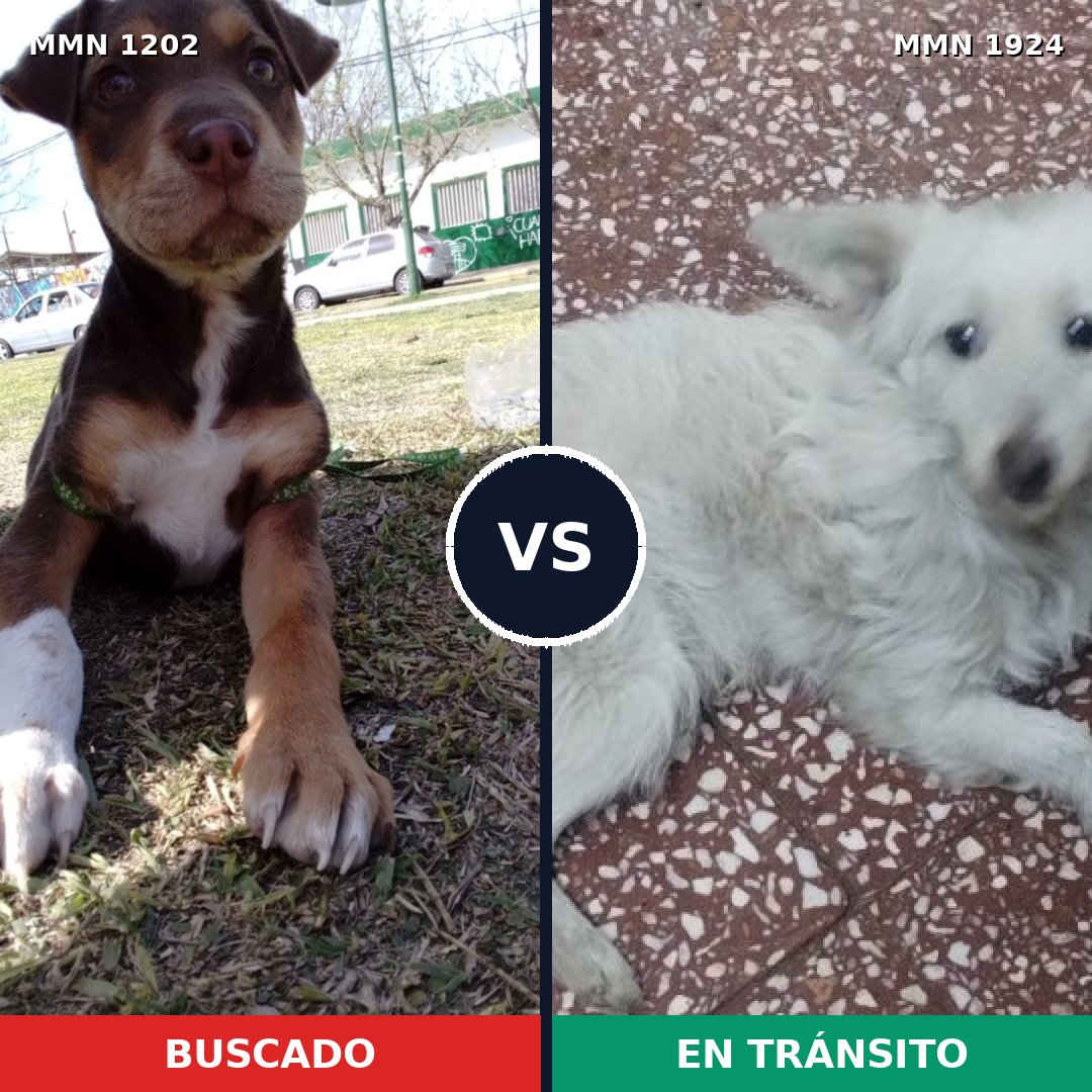 Comparativa MMS 41392: mascota perdida y mascota encontrada, 34% de similitud