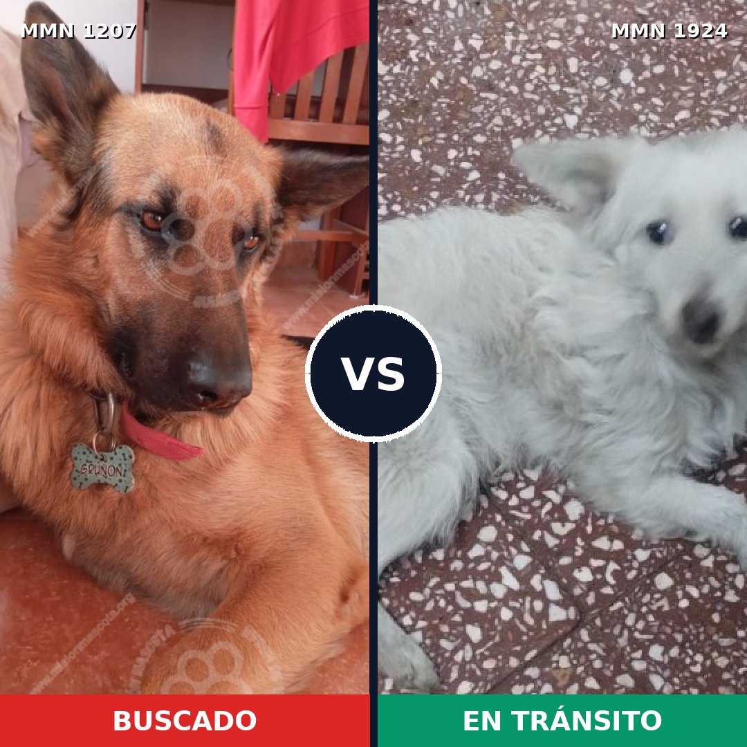 Comparativa MMS 41393: mascota perdida y mascota encontrada, 20% de similitud