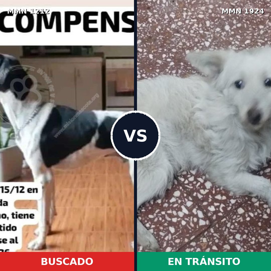 Comparativa MMS 41395: mascota perdida y mascota encontrada, 34% de similitud