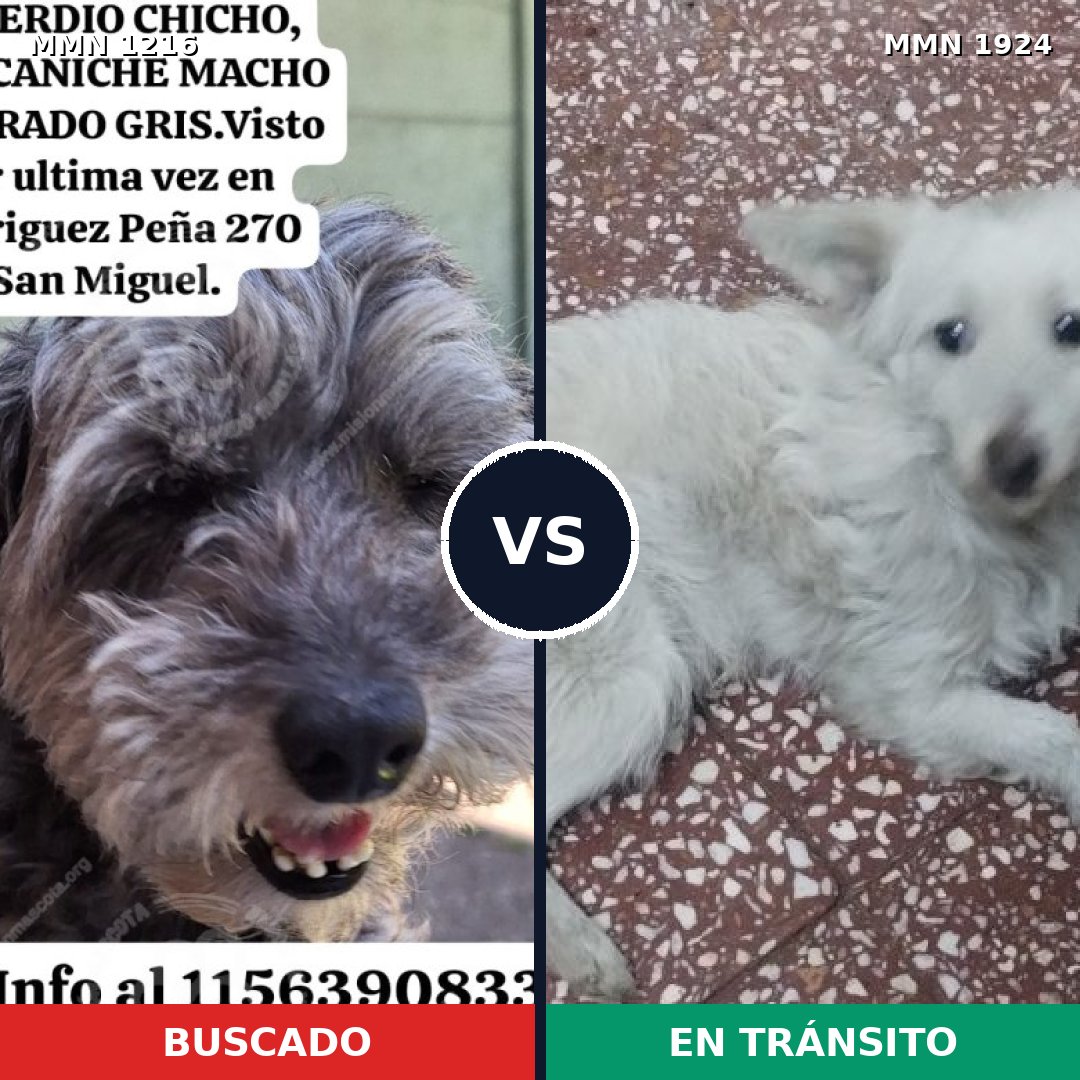 Comparativa MMS 41396: mascota perdida y mascota encontrada, 44% de similitud