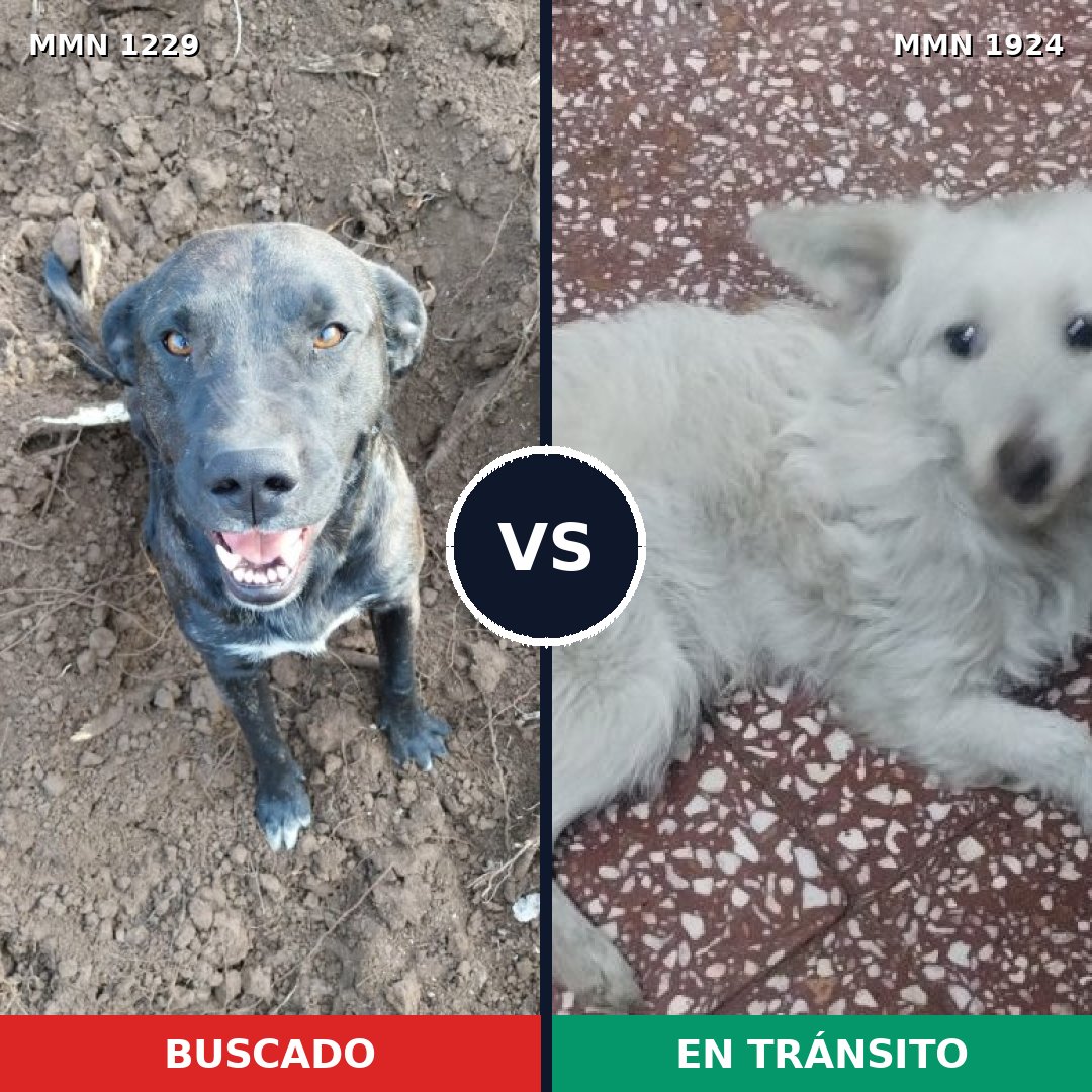 Comparativa MMS 41397: mascota perdida y mascota encontrada, 26% de similitud