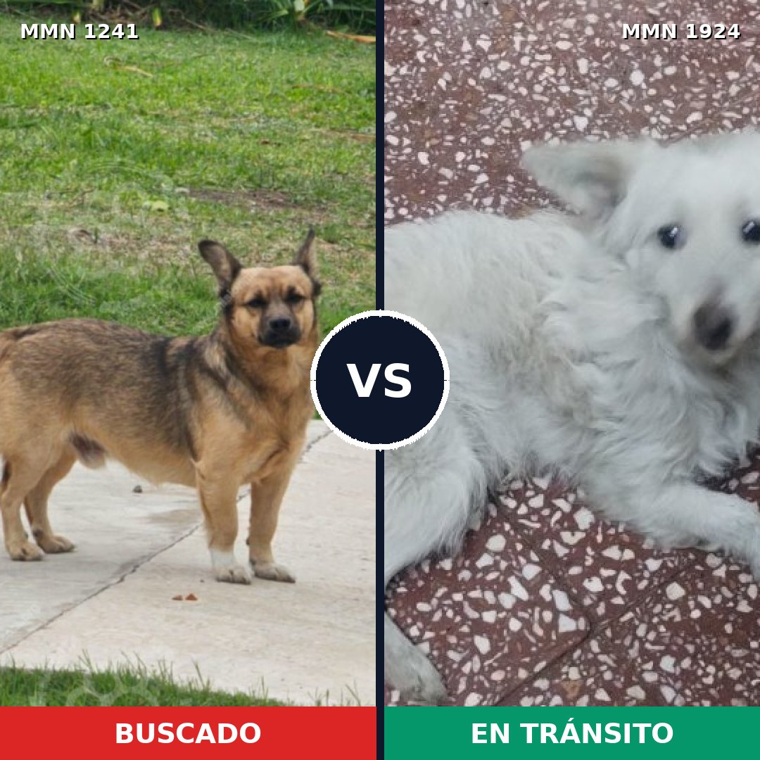 Comparativa MMS 41398: mascota perdida y mascota encontrada, 80% de similitud