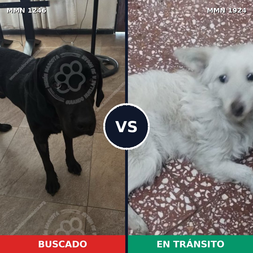 Comparativa MMS 41399: mascota perdida y mascota encontrada, 31% de similitud