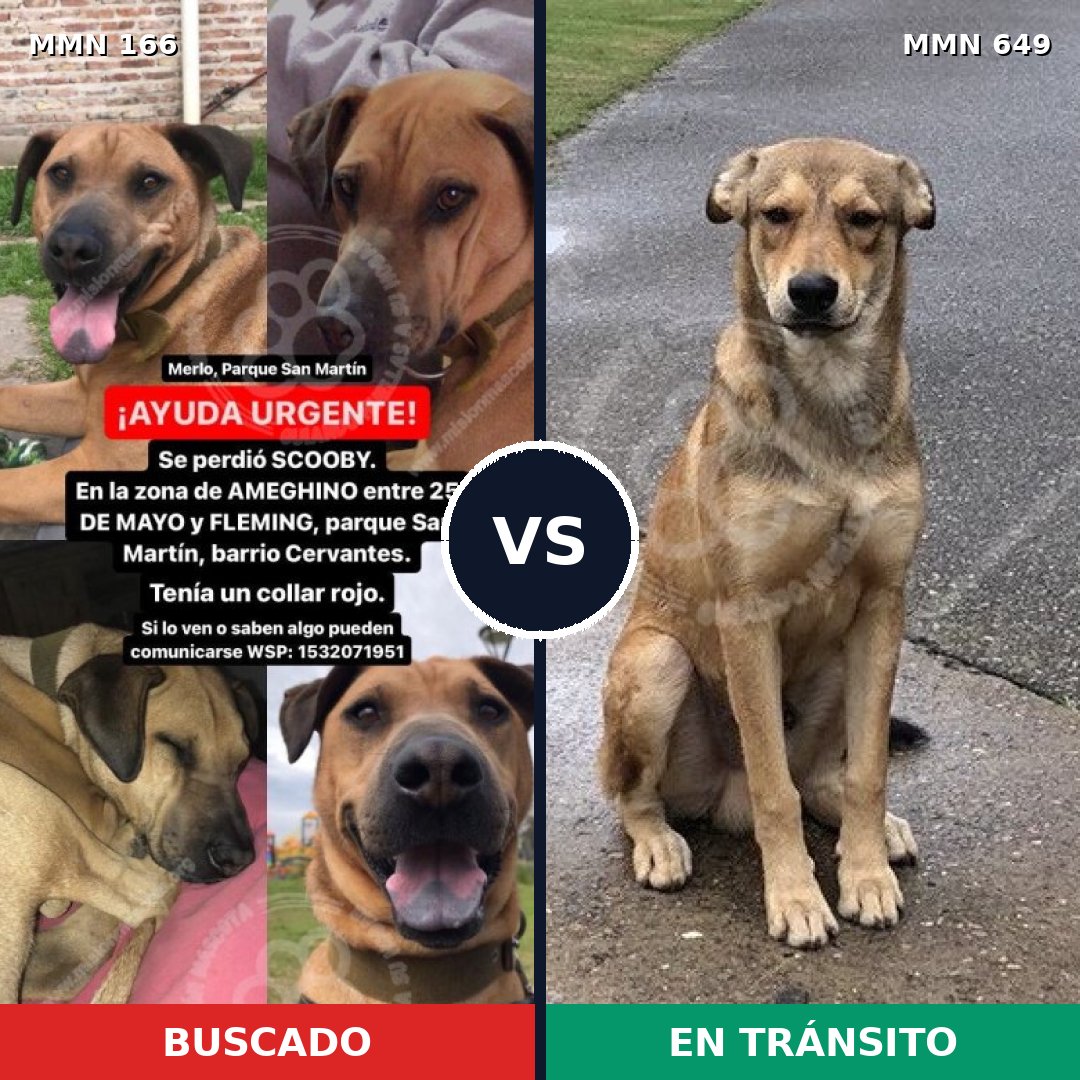 Comparativa MMS 4140: mascota perdida y mascota encontrada, 48% de similitud