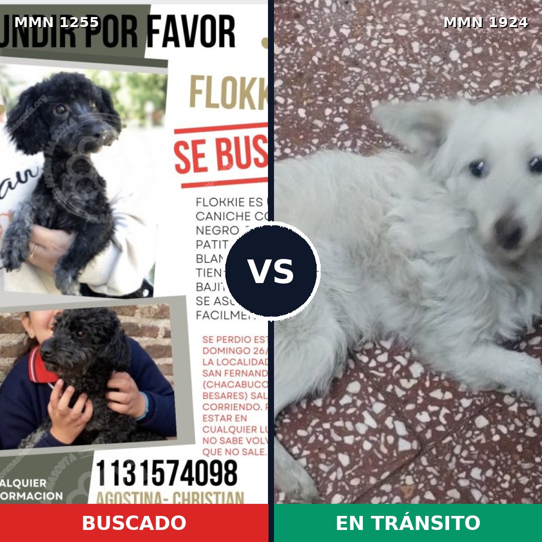 Comparativa MMS 41401: mascota perdida y mascota encontrada, 46% de similitud