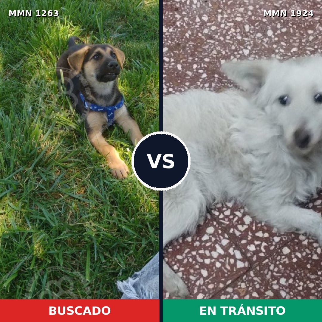 Comparativa MMS 41403: mascota perdida y mascota encontrada, 39% de similitud