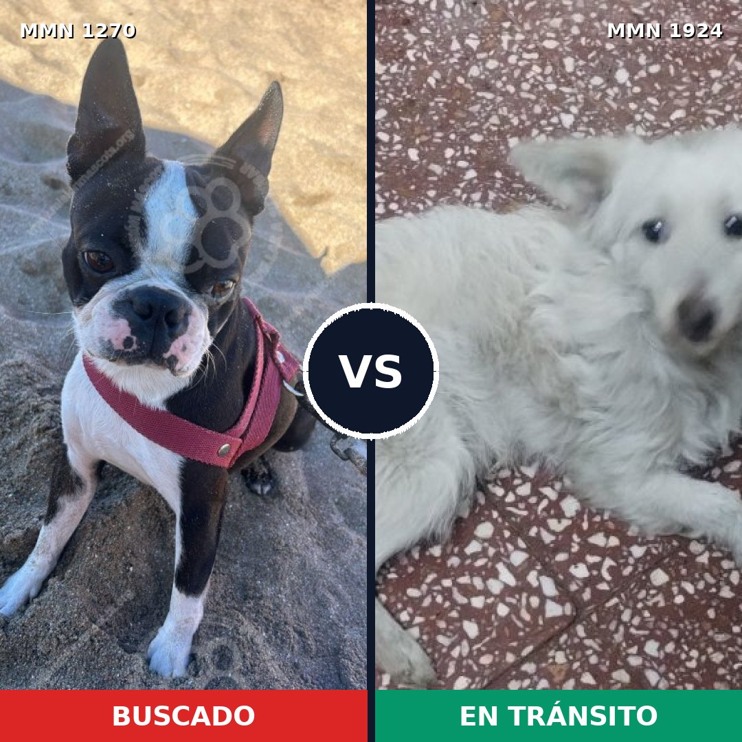 Comparativa MMS 41405: mascota perdida y mascota encontrada, 55% de similitud