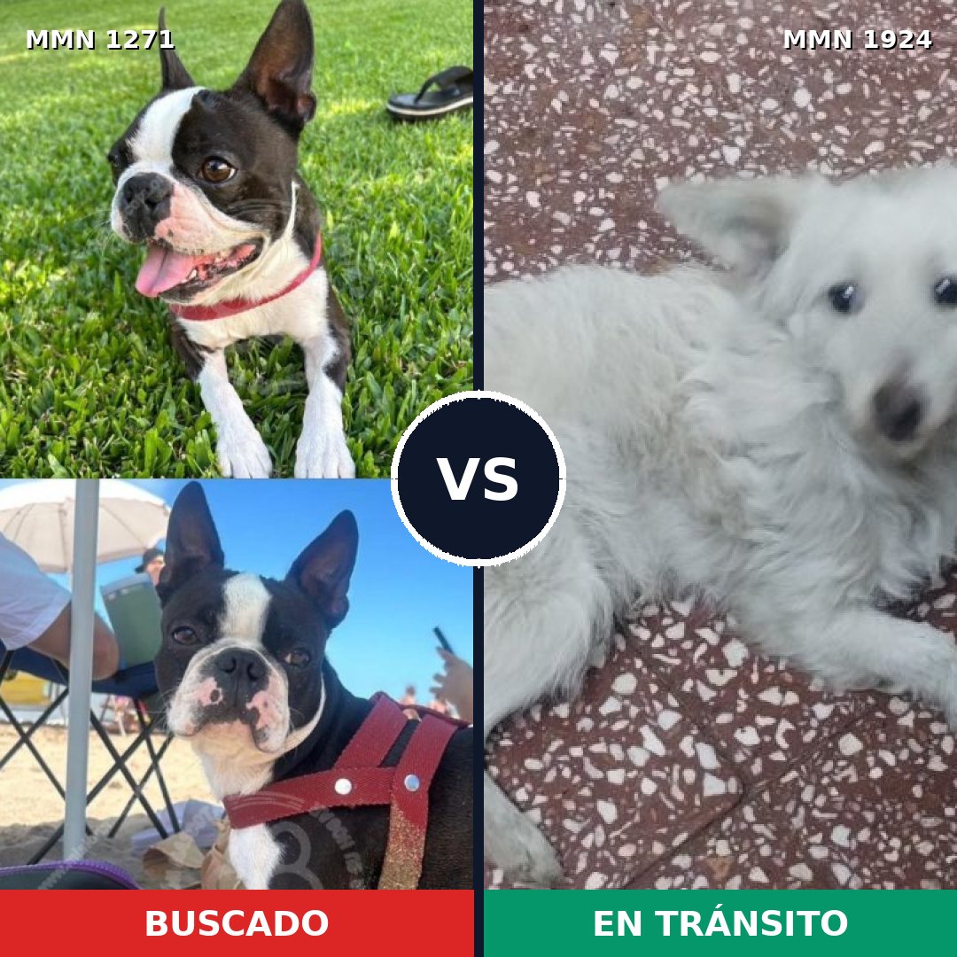 Comparativa MMS 41406: mascota perdida y mascota encontrada, 55% de similitud