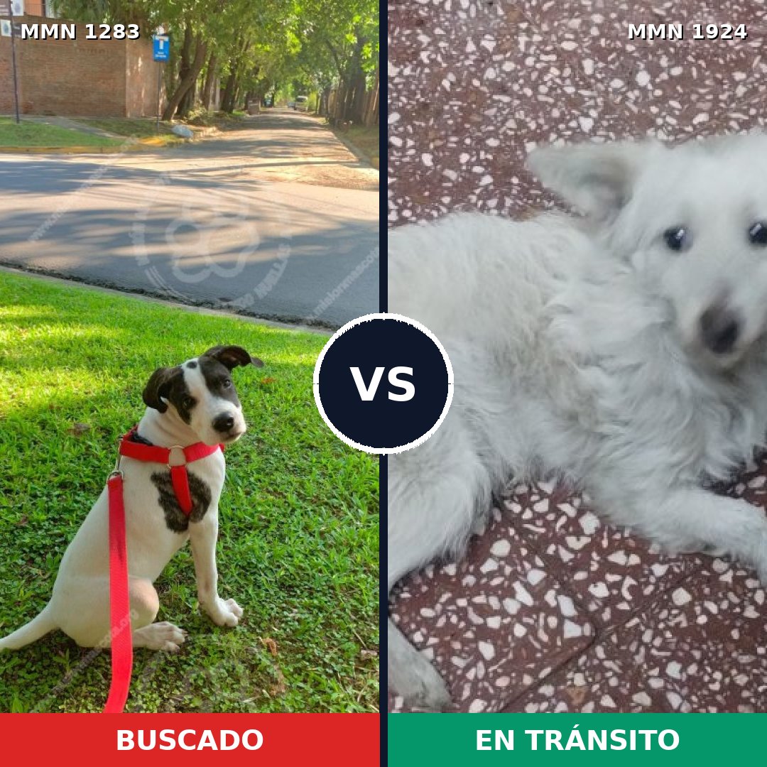 Comparativa MMS 41409: mascota perdida y mascota encontrada, 83% de similitud
