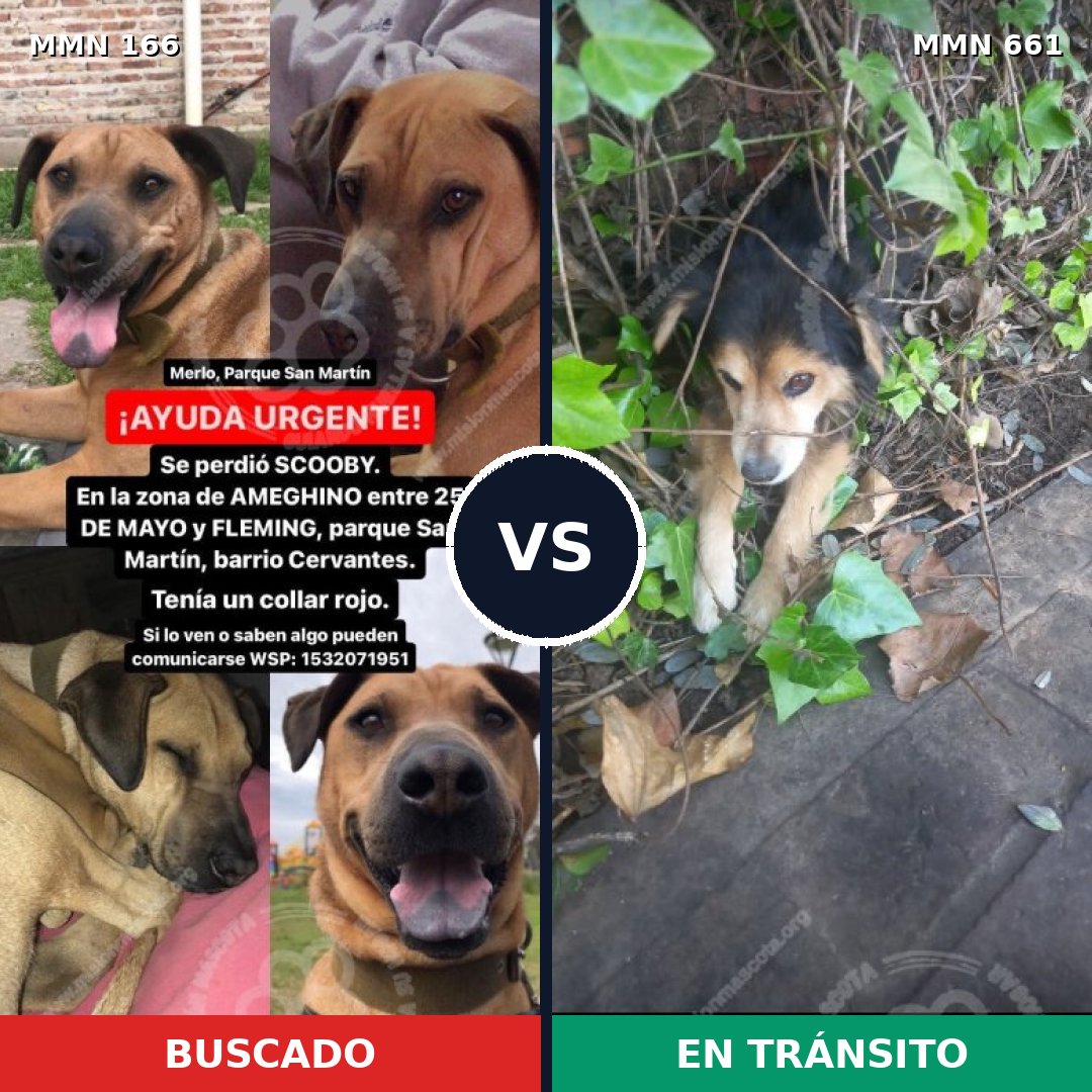 Comparativa MMS 4141: mascota perdida y mascota encontrada, 11% de similitud