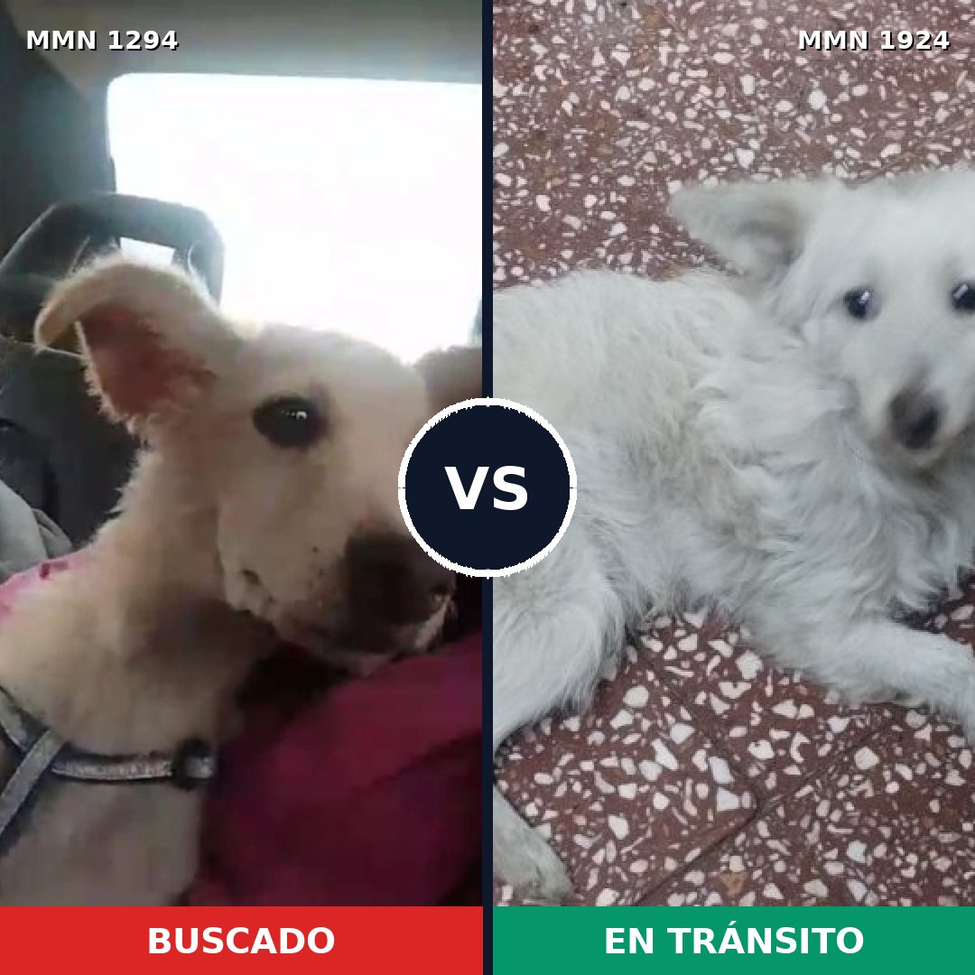 Comparativa MMS 41411: mascota perdida y mascota encontrada, 73% de similitud