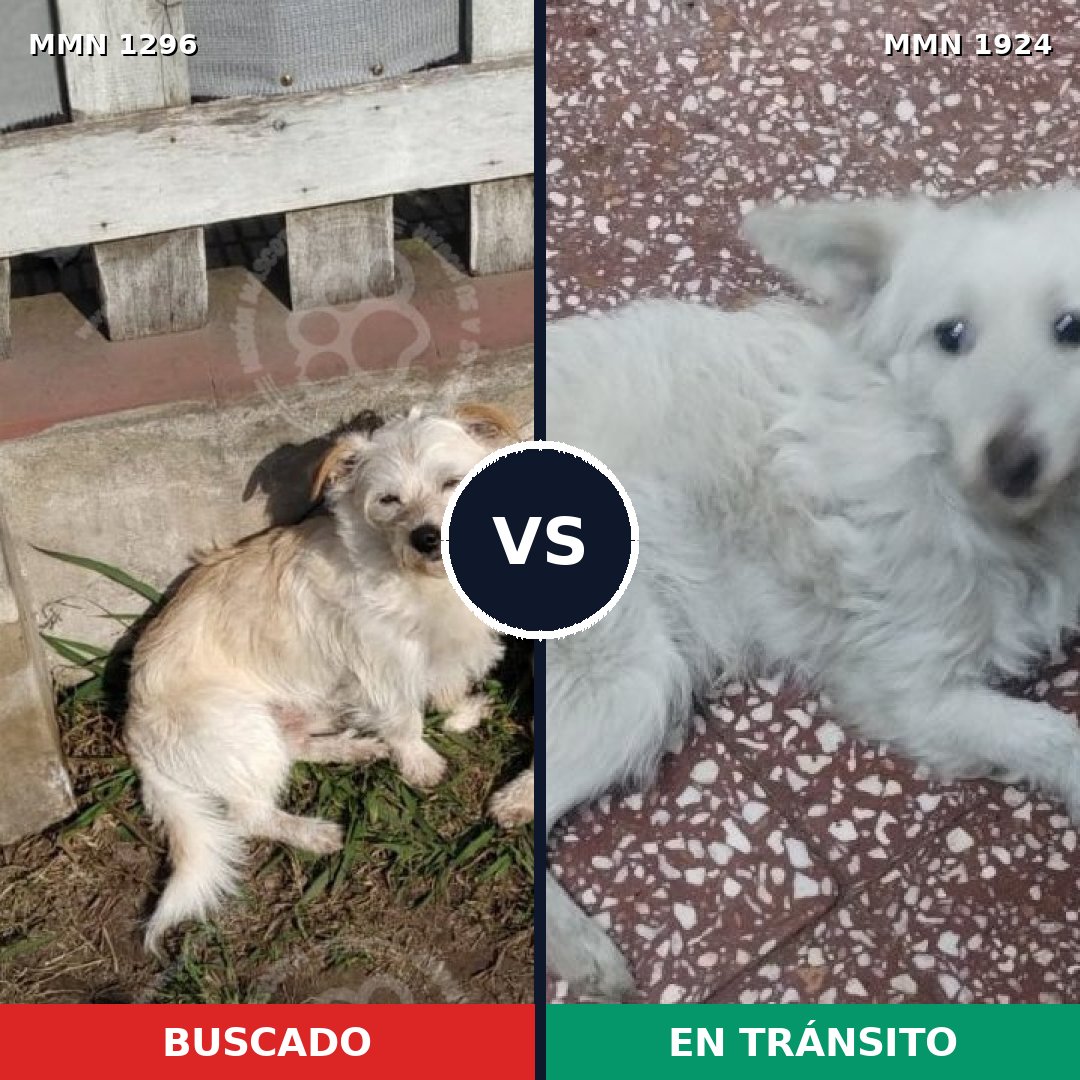 Comparativa MMS 41412: mascota perdida y mascota encontrada, 84% de similitud