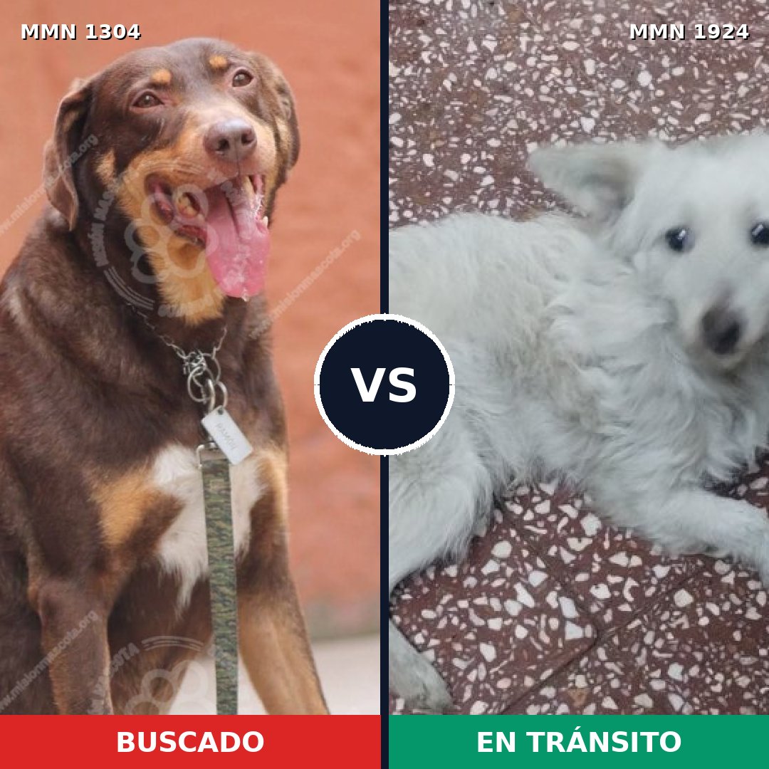 Comparativa MMS 41413: mascota perdida y mascota encontrada, 60% de similitud
