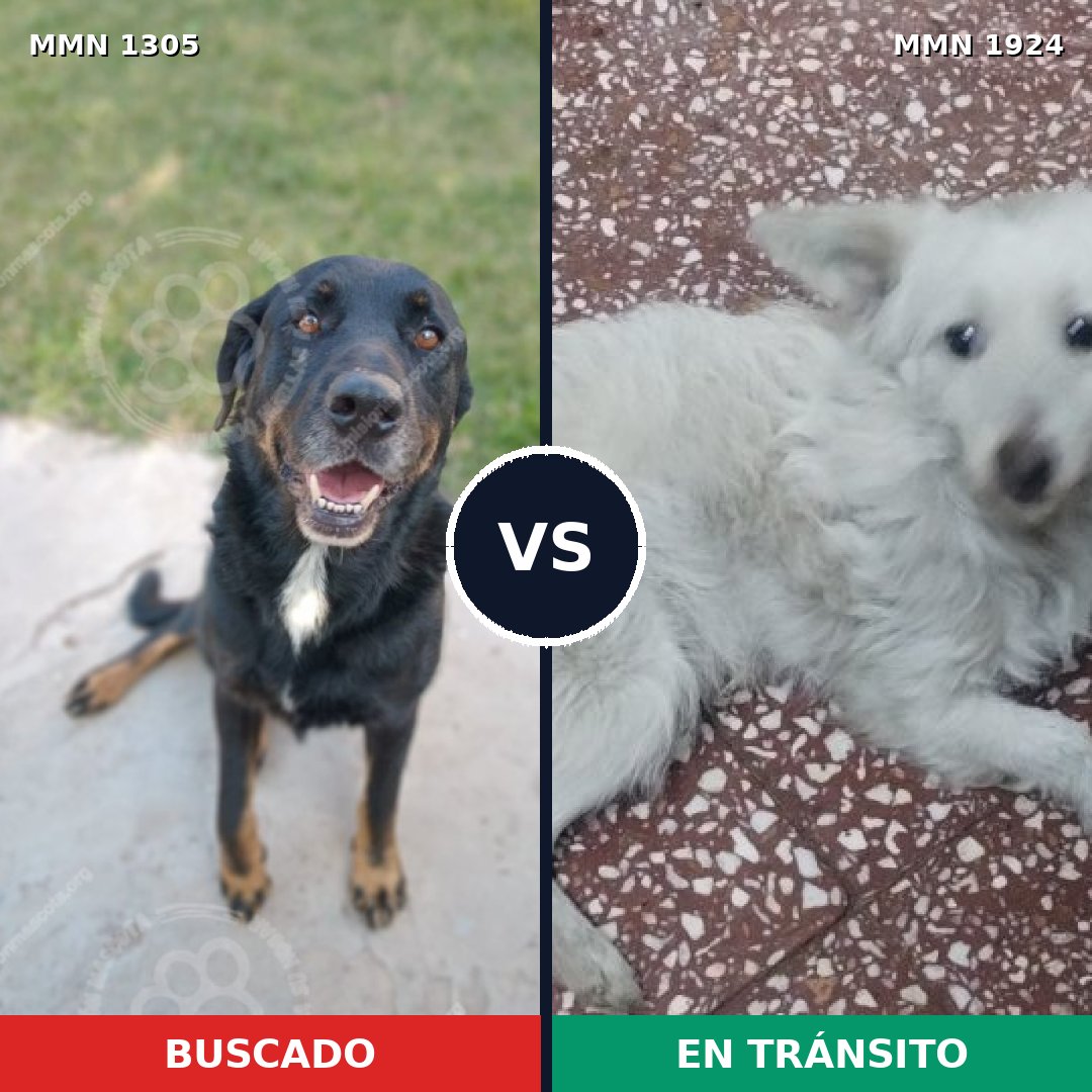Comparativa MMS 41414: mascota perdida y mascota encontrada, 52% de similitud