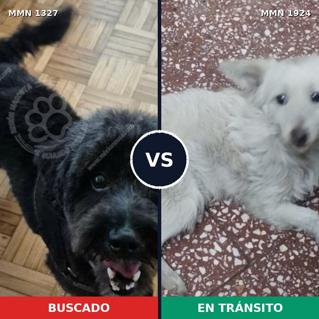 Comparativa MMS 41415: mascota perdida y mascota encontrada, 57% de similitud