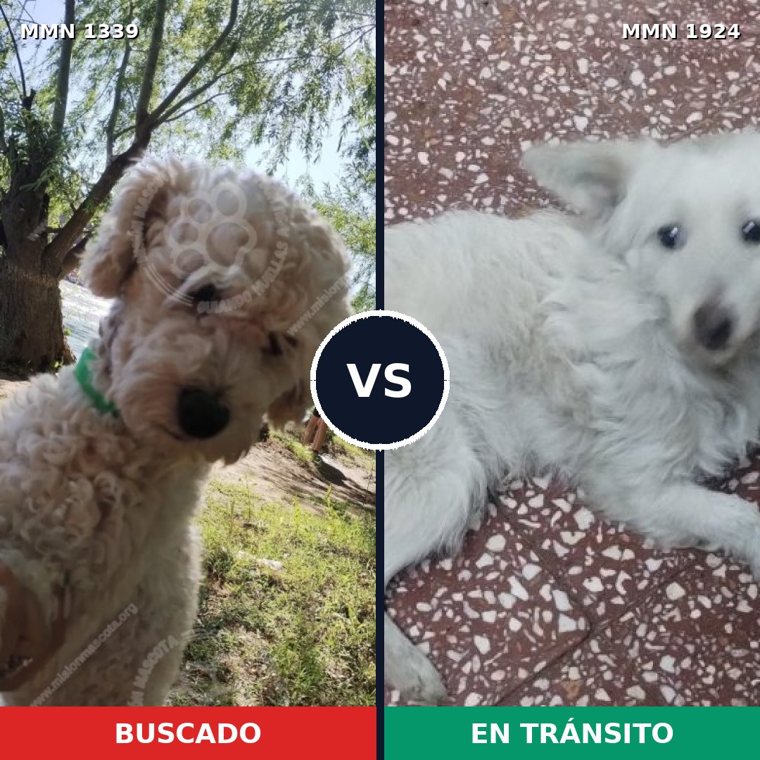 Comparativa MMS 41418: mascota perdida y mascota encontrada, 42% de similitud