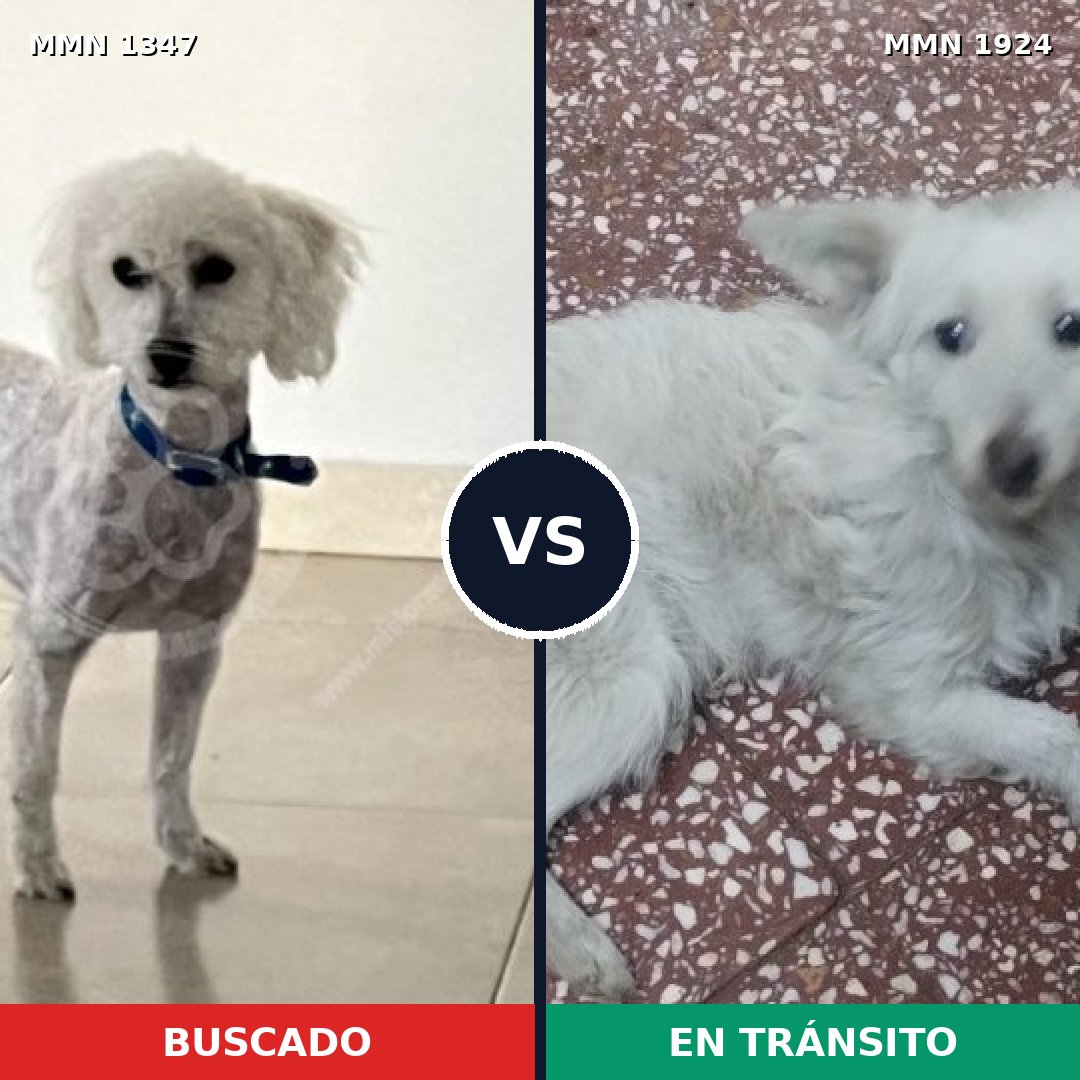 Comparativa MMS 41419: mascota perdida y mascota encontrada, 38% de similitud