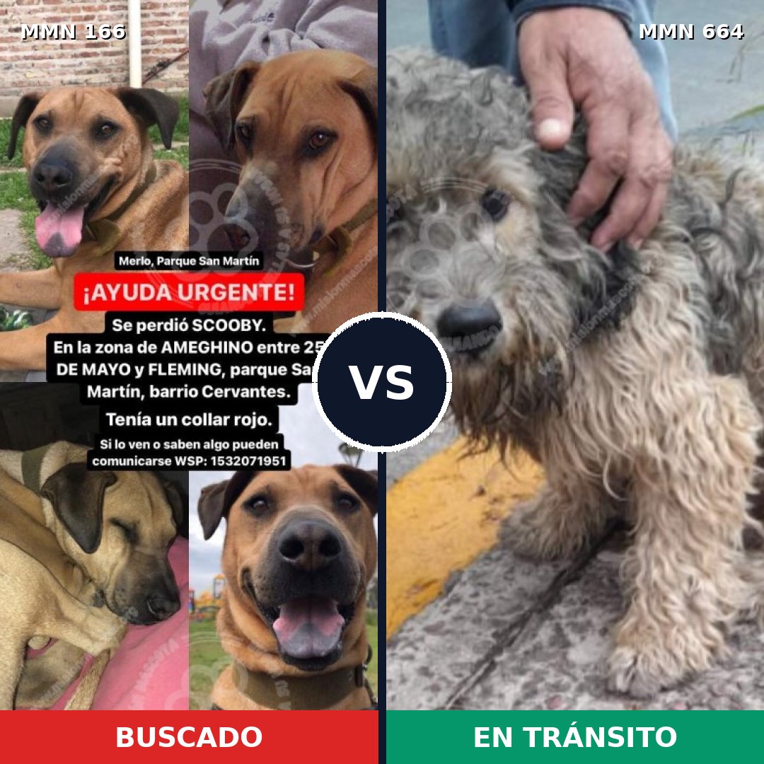 Comparativa MMS 4142: mascota perdida y mascota encontrada, 21% de similitud