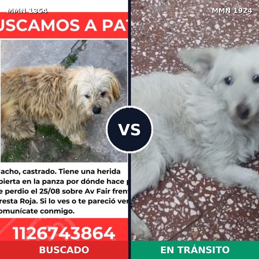 Comparativa MMS 41420: mascota perdida y mascota encontrada, 73% de similitud