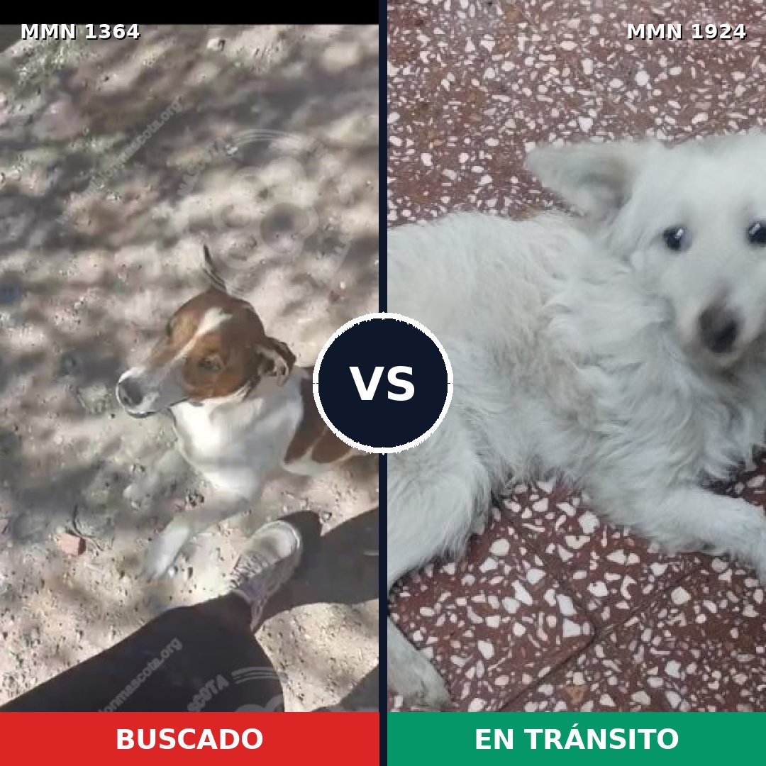 Comparativa MMS 41421: mascota perdida y mascota encontrada, 53% de similitud