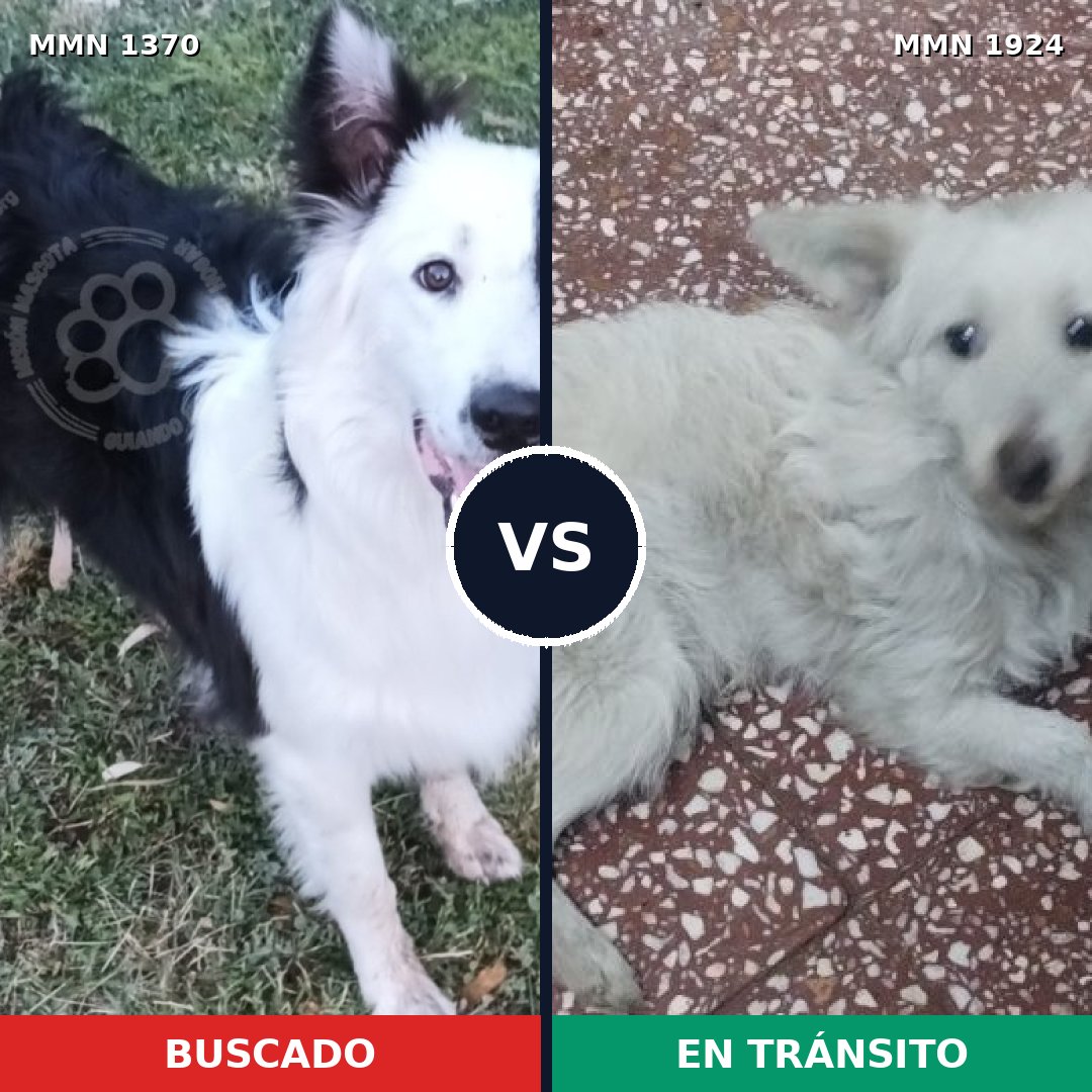 Comparativa MMS 41423: mascota perdida y mascota encontrada, 31% de similitud