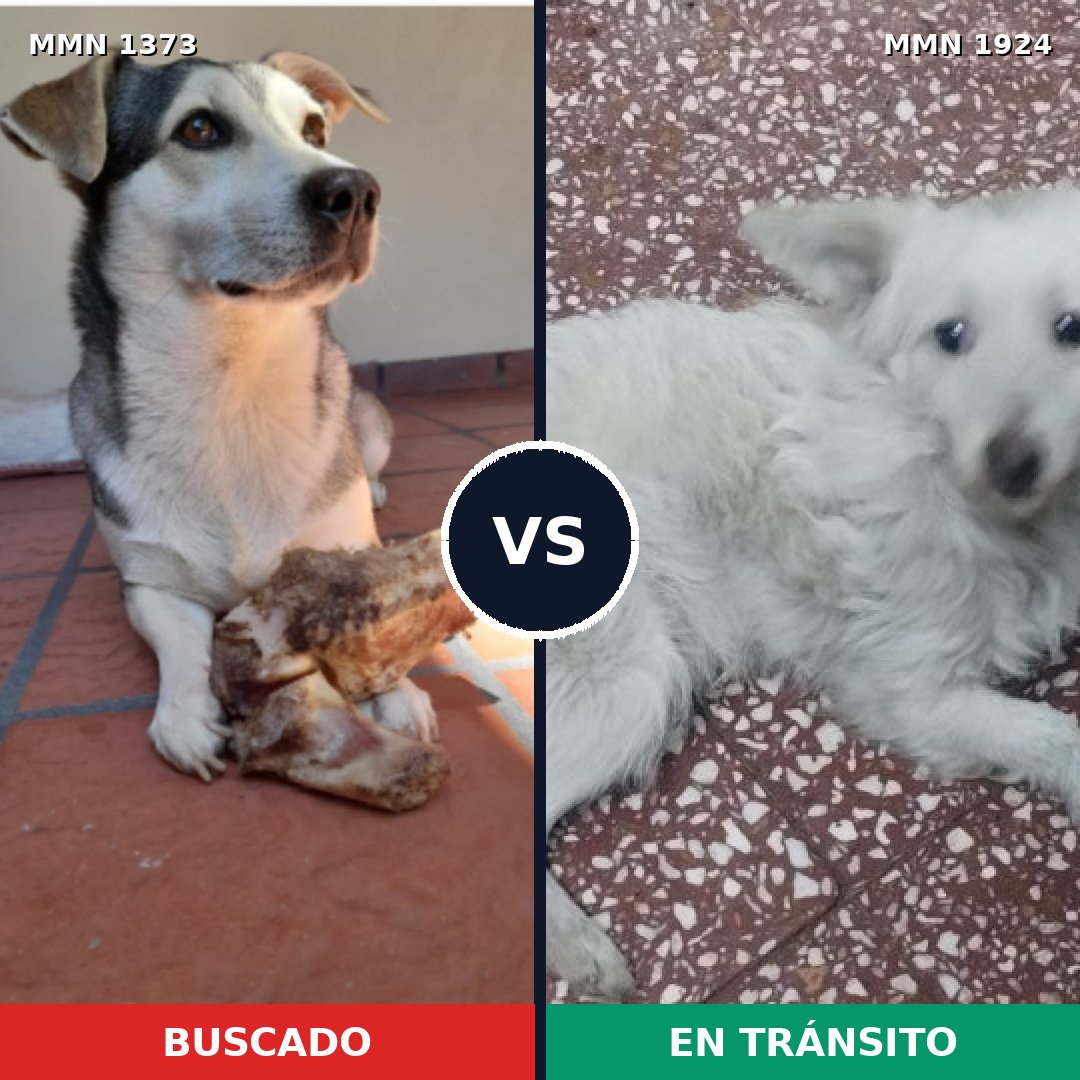 Comparativa MMS 41424: mascota perdida y mascota encontrada, 81% de similitud