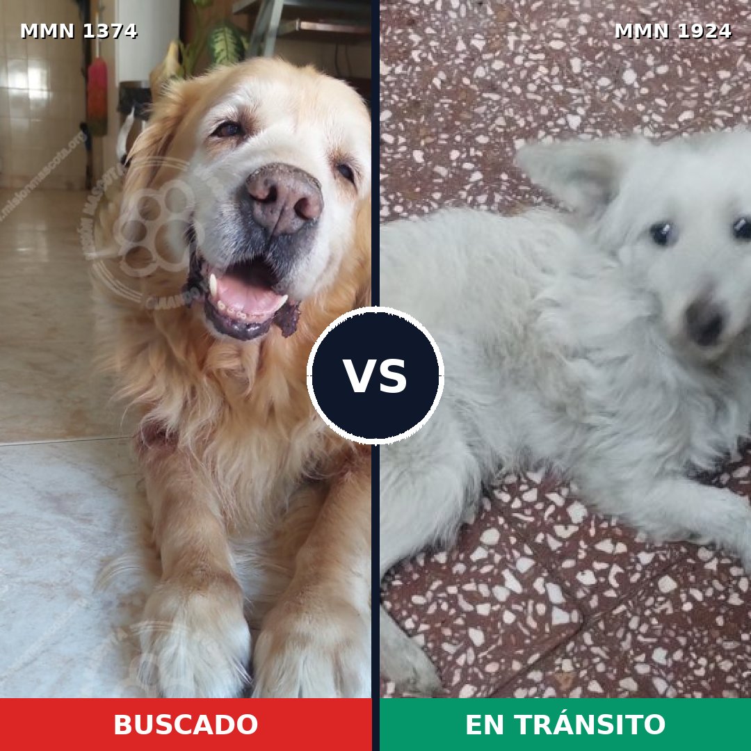Comparativa MMS 41425: mascota perdida y mascota encontrada, 37% de similitud