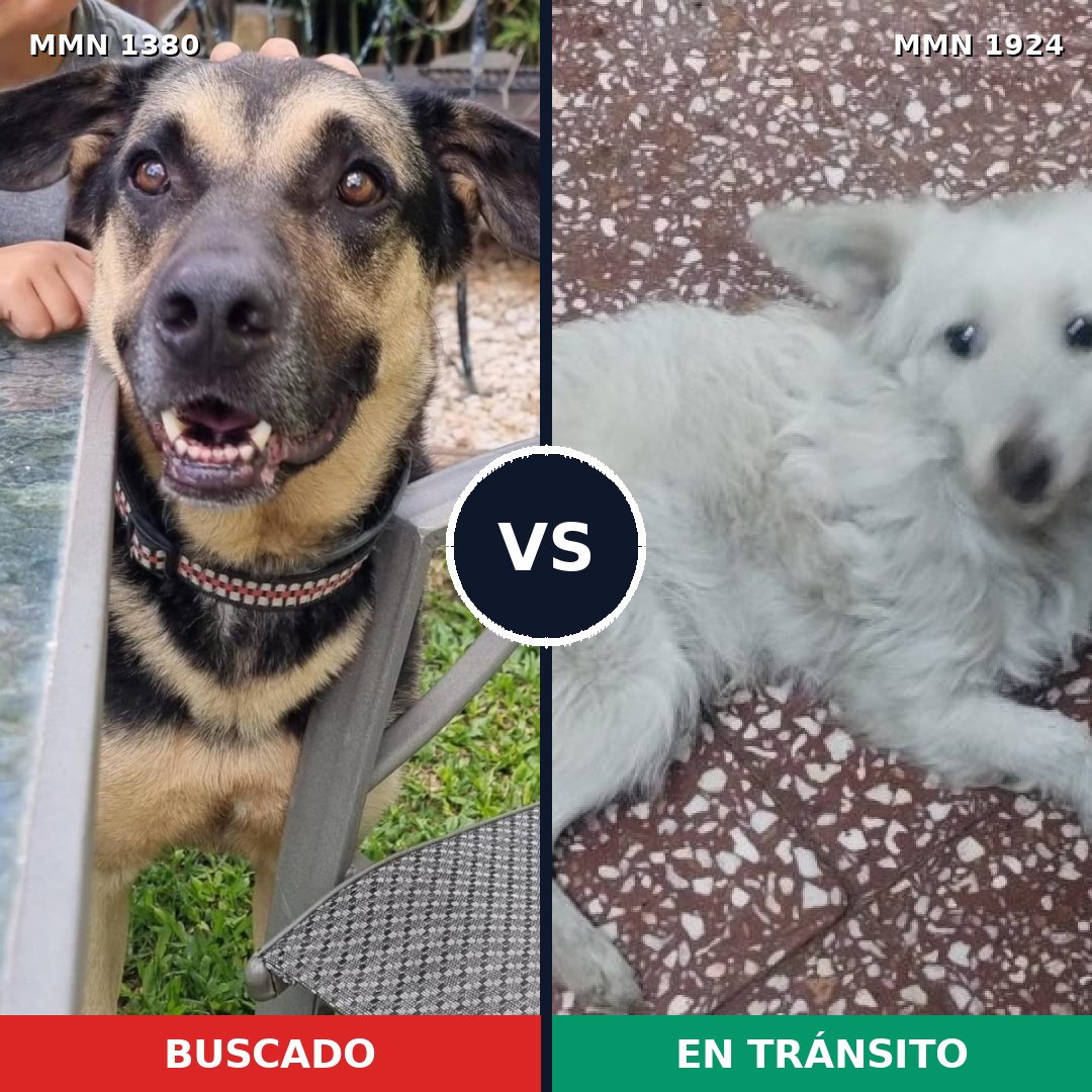 Comparativa MMS 41427: mascota perdida y mascota encontrada, 46% de similitud