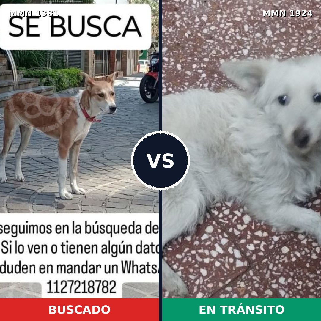 Comparativa MMS 41428: mascota perdida y mascota encontrada, 55% de similitud
