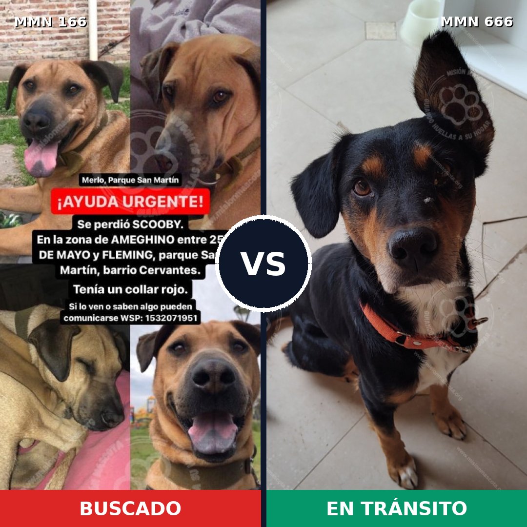 Comparativa MMS 4143: mascota perdida y mascota encontrada, 8% de similitud