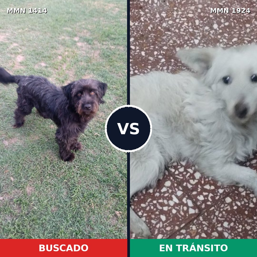 Comparativa MMS 41431: mascota perdida y mascota encontrada, 37% de similitud