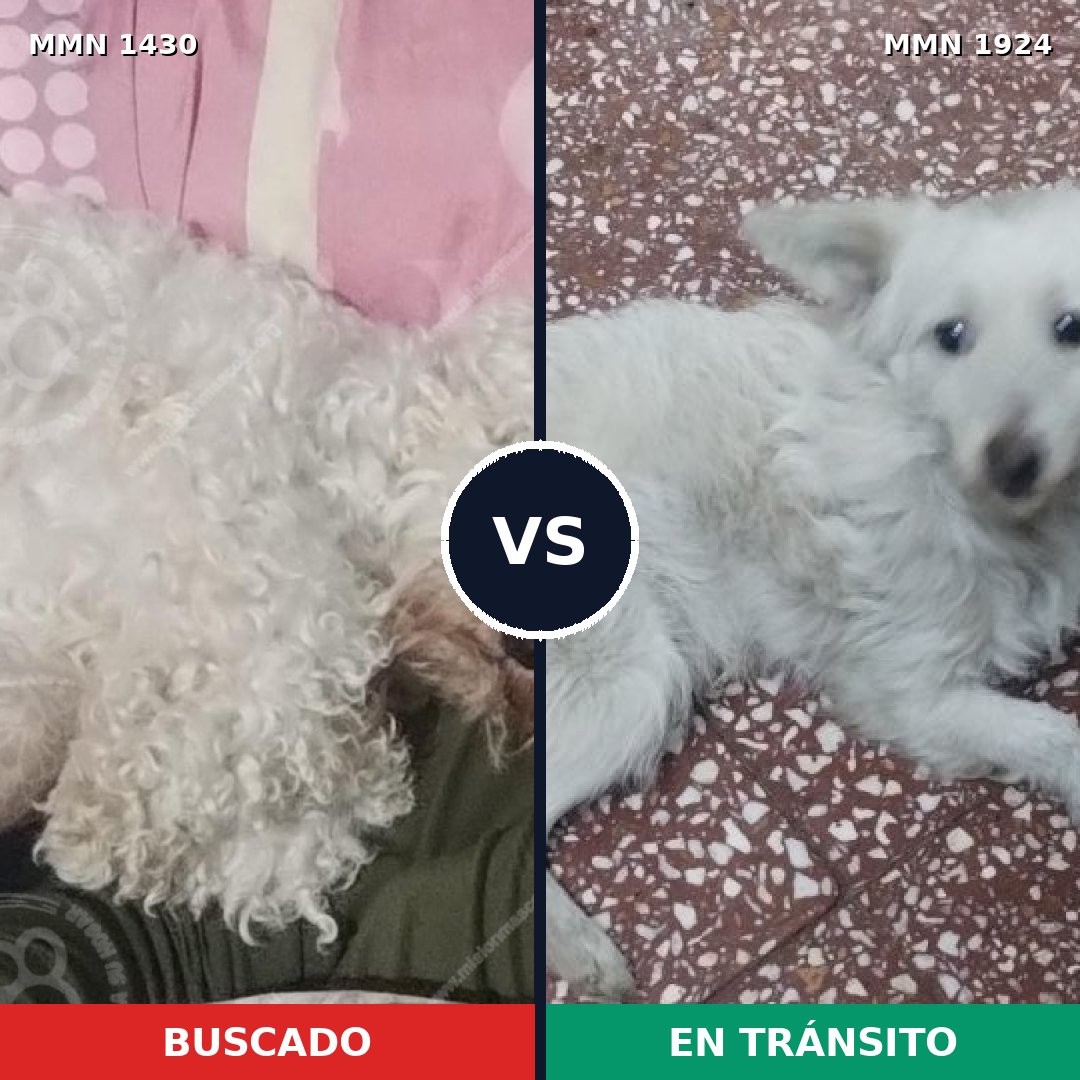 Comparativa MMS 41435: mascota perdida y mascota encontrada, 61% de similitud
