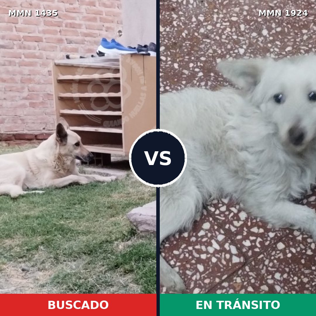 Comparativa MMS 41436: mascota perdida y mascota encontrada, 53% de similitud