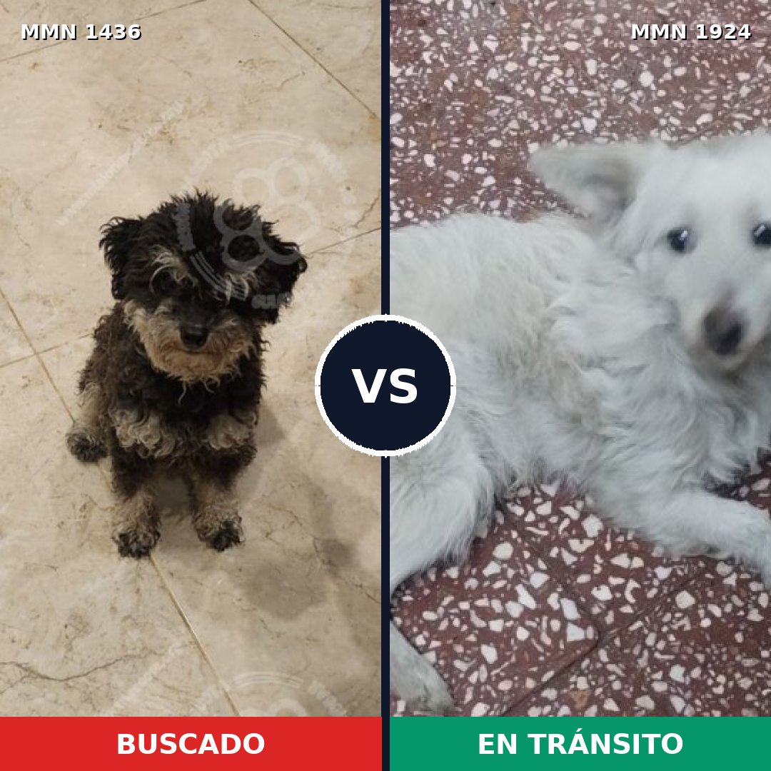 Comparativa MMS 41437: mascota perdida y mascota encontrada, 73% de similitud