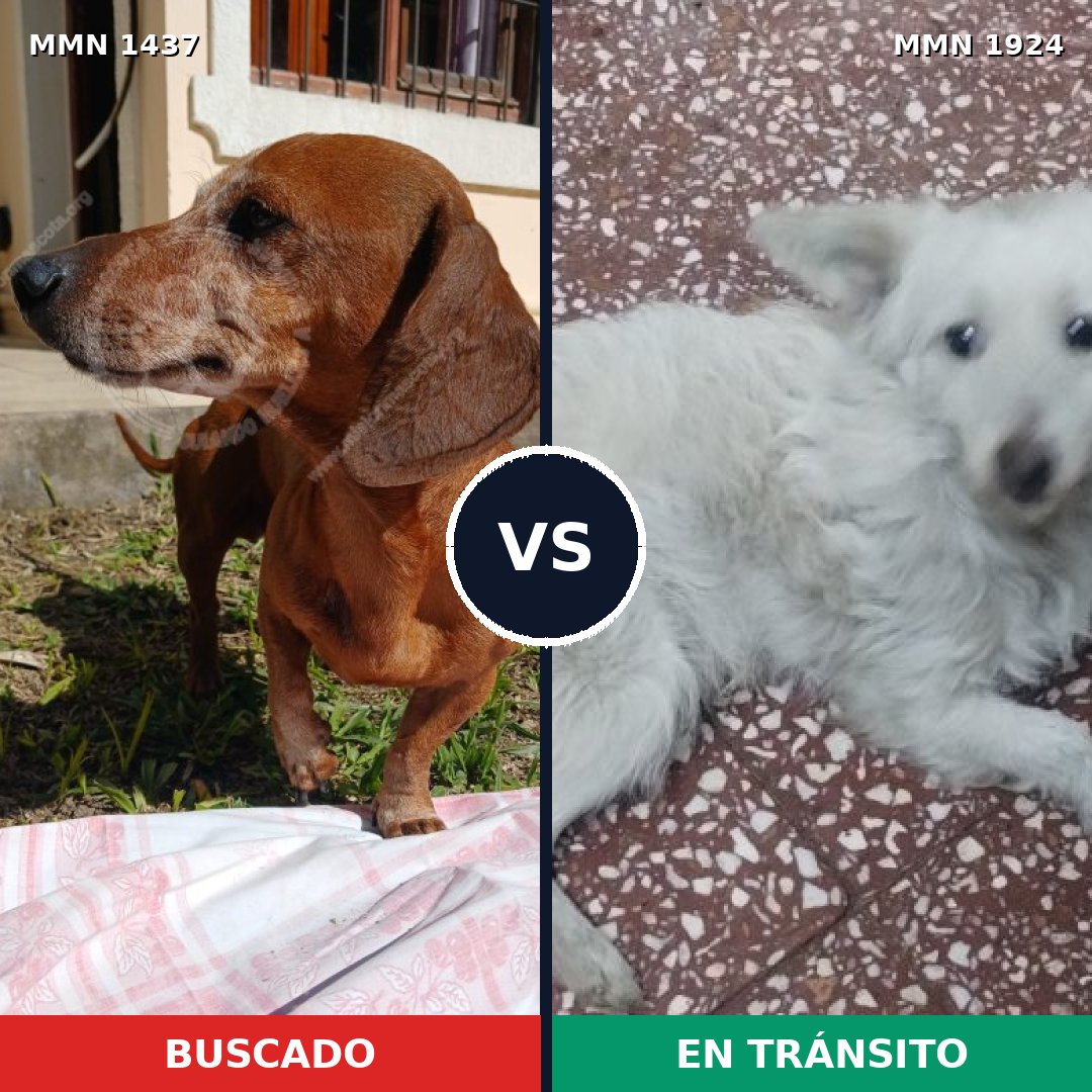 Comparativa MMS 41438: mascota perdida y mascota encontrada, 43% de similitud