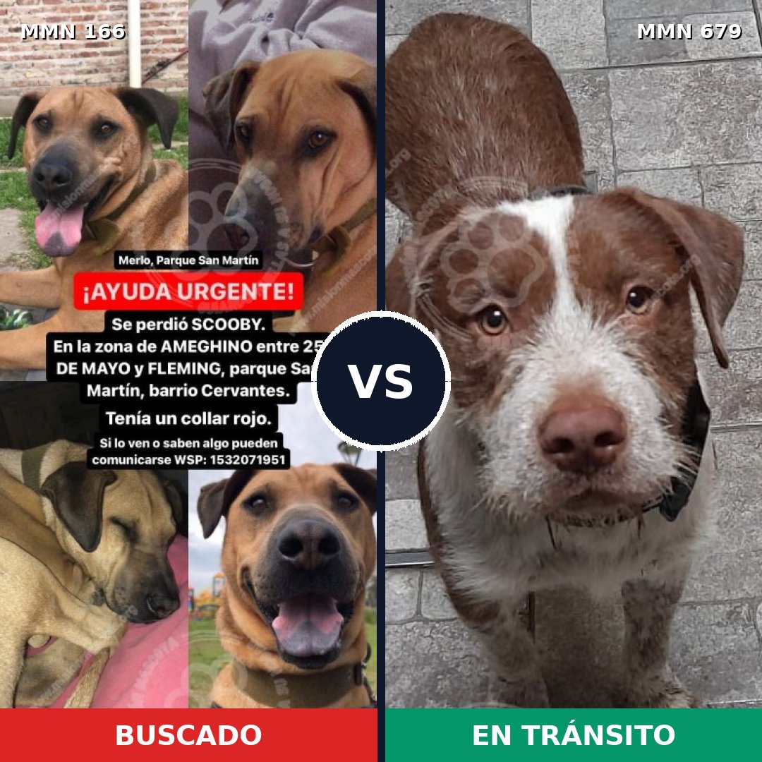 Comparativa MMS 4144: mascota perdida y mascota encontrada, 61% de similitud