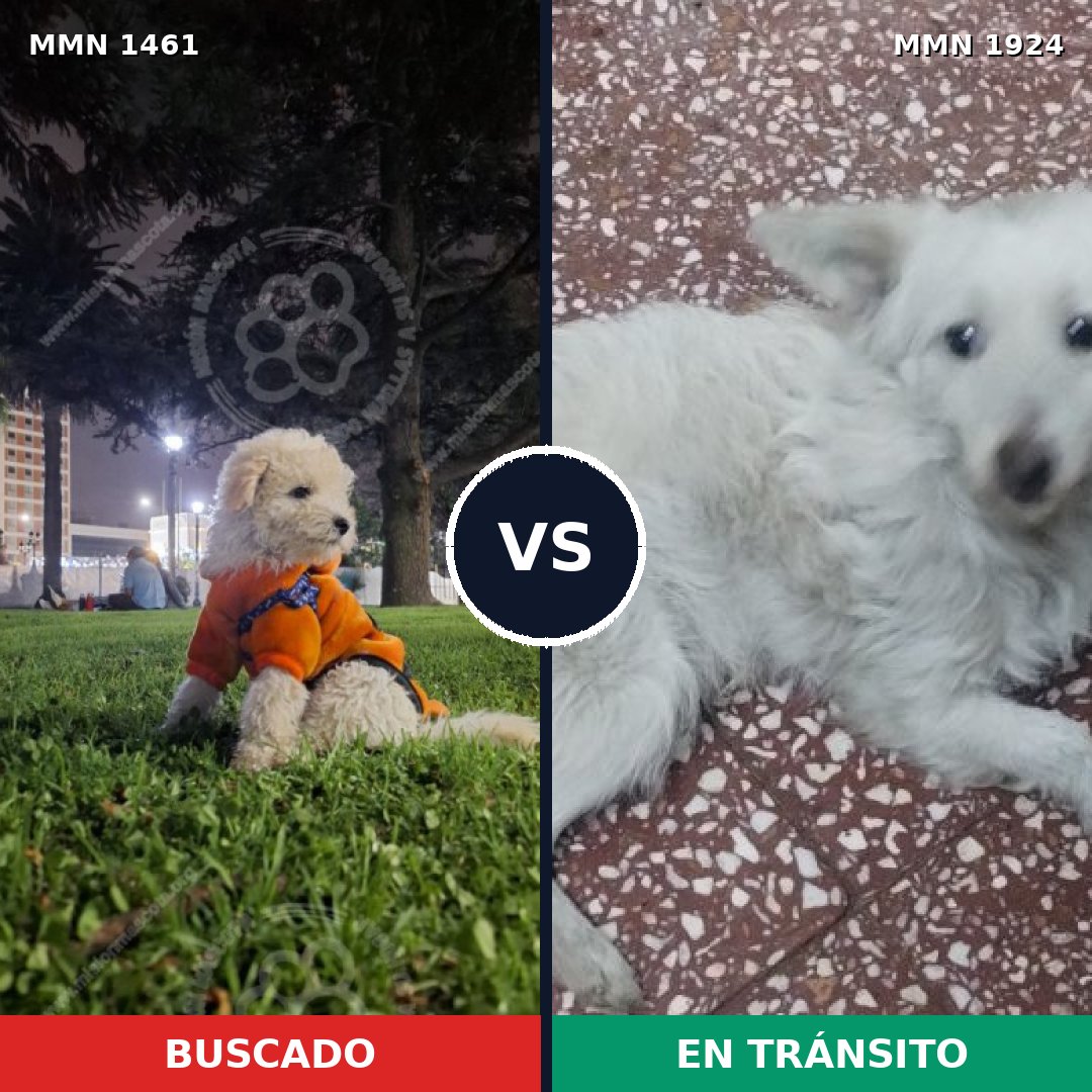 Comparativa MMS 41443: mascota perdida y mascota encontrada, 51% de similitud