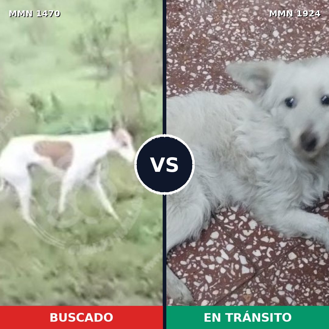 Comparativa MMS 41445: mascota perdida y mascota encontrada, 43% de similitud