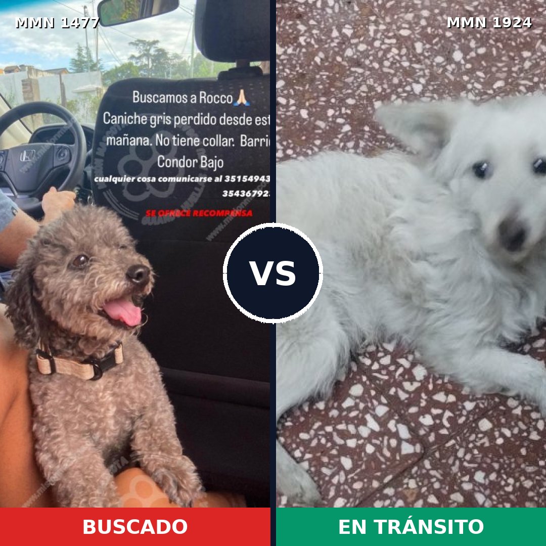 Comparativa MMS 41446: mascota perdida y mascota encontrada, 41% de similitud