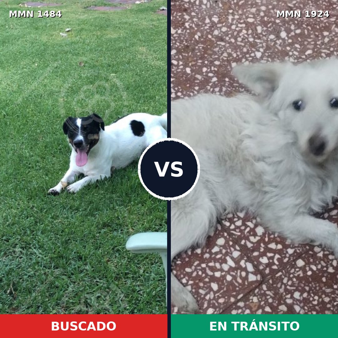 Comparativa MMS 41447: mascota perdida y mascota encontrada, 59% de similitud