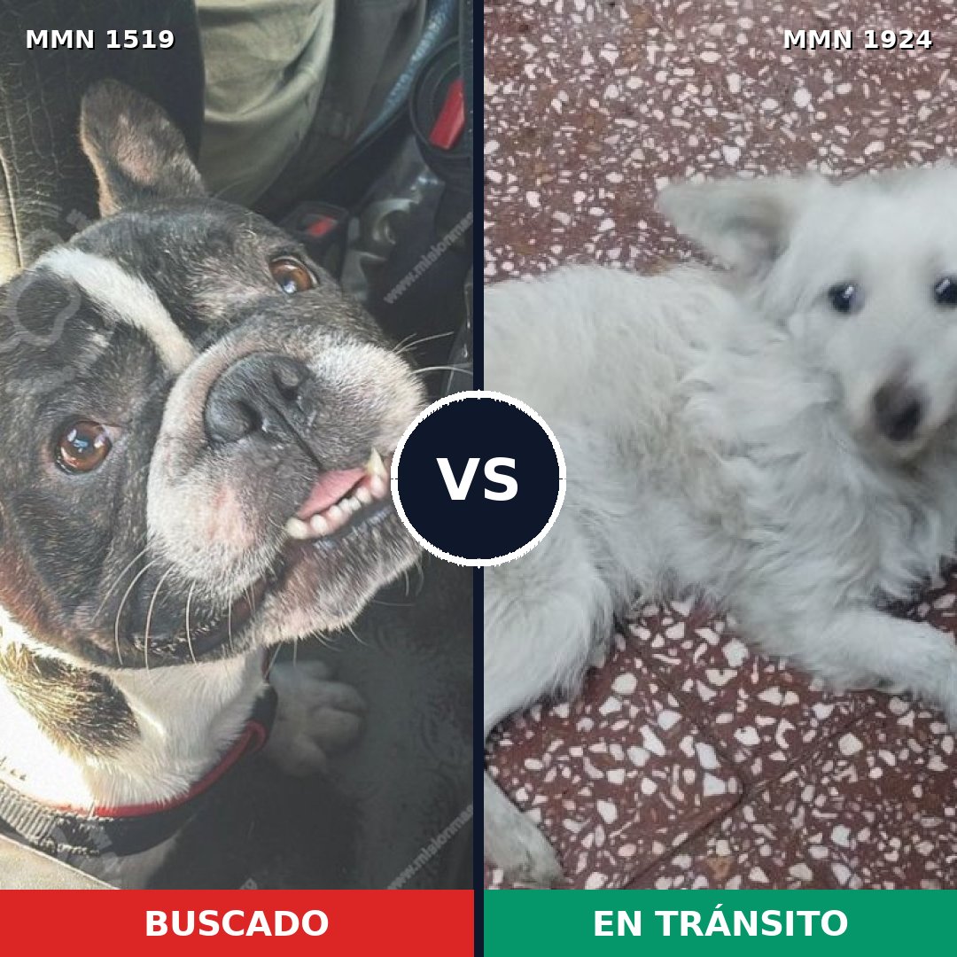 Comparativa MMS 41448: mascota perdida y mascota encontrada, 41% de similitud