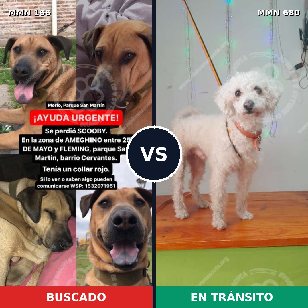 Comparativa MMS 4145: mascota perdida y mascota encontrada, 8% de similitud