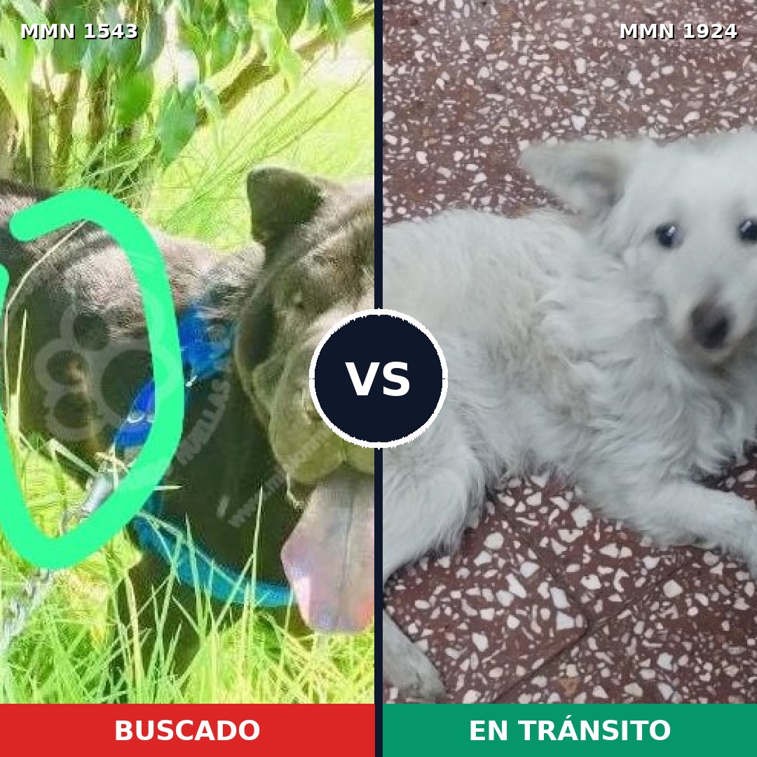 Comparativa MMS 41450: mascota perdida y mascota encontrada, 35% de similitud