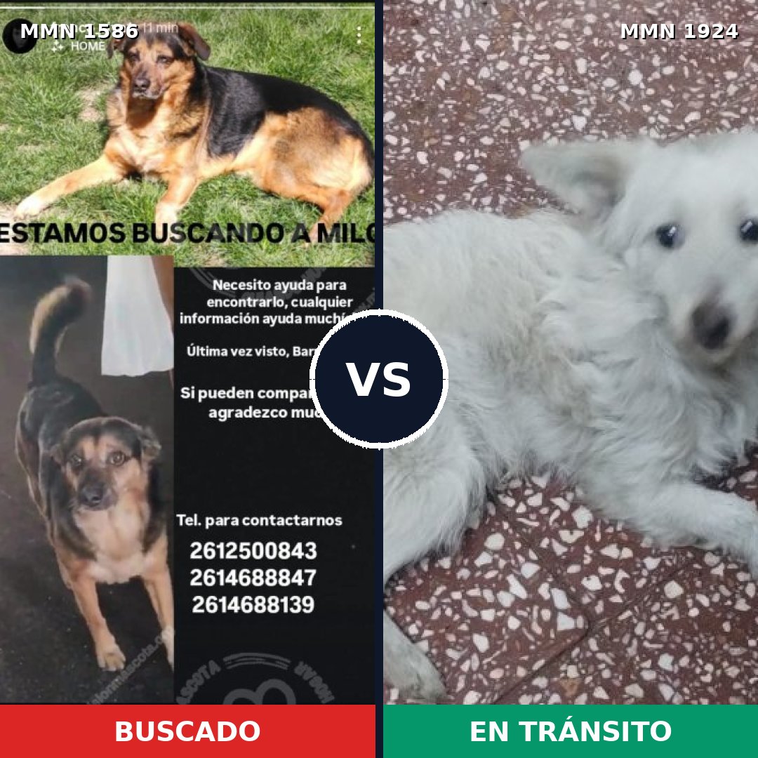 Comparativa MMS 41453: mascota perdida y mascota encontrada, 58% de similitud