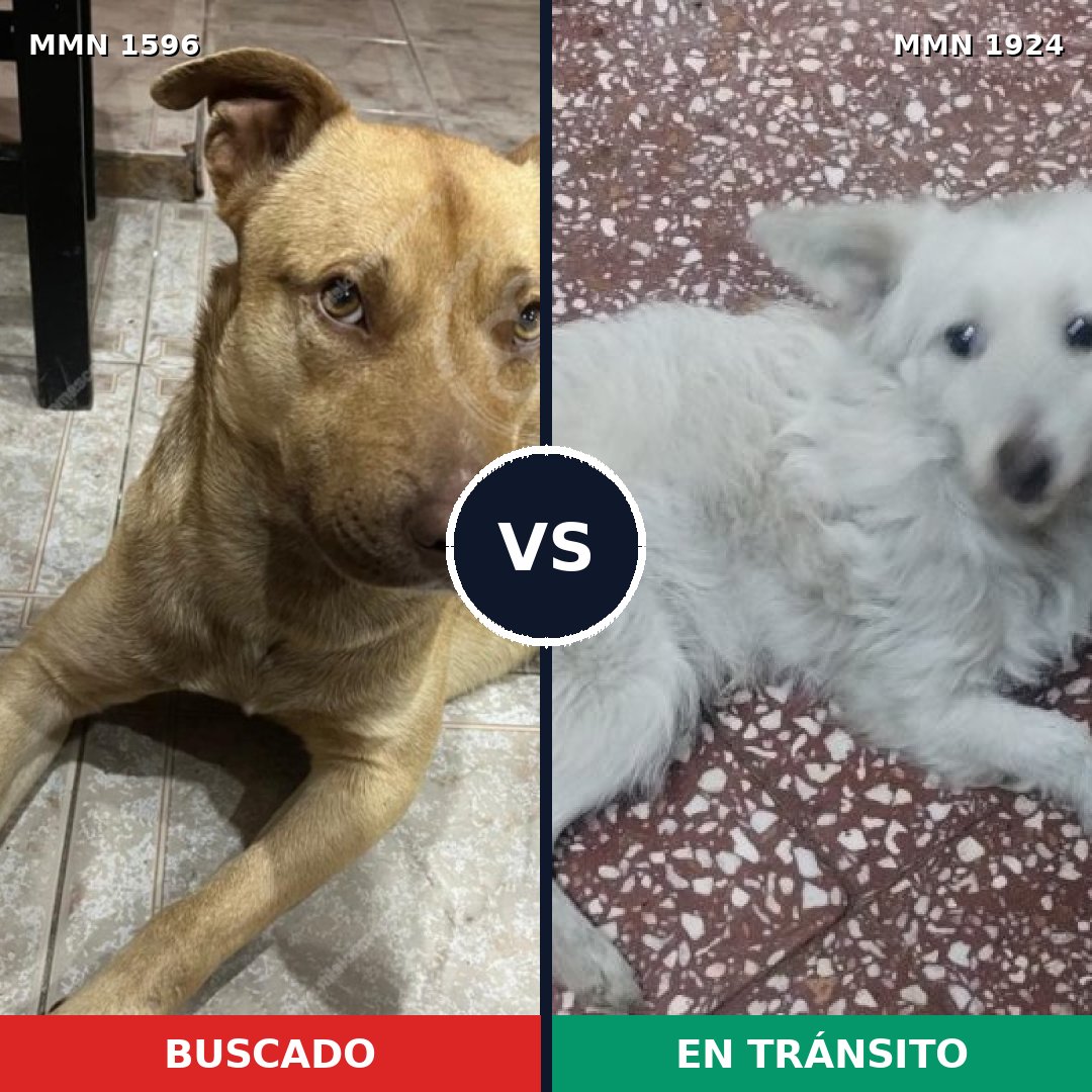 Comparativa MMS 41454: mascota perdida y mascota encontrada, 53% de similitud